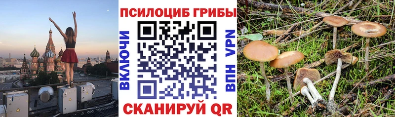 omg зеркало  Дзержинск  Галлюциногенные грибы Psilocybe 